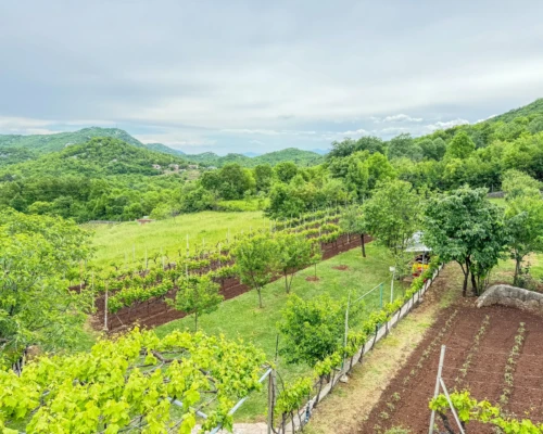 Lake Skadar Wine tasting Lake Skadar Wine tasting
