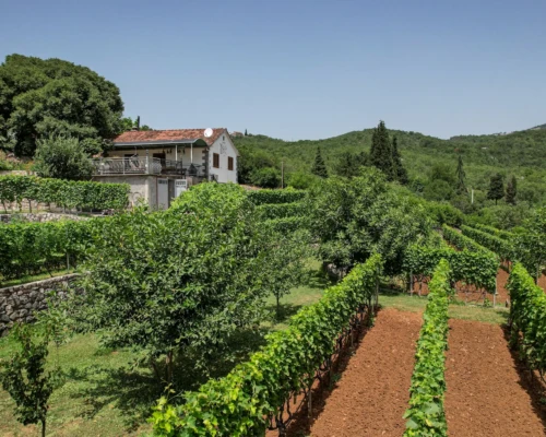 Winery Lake Skadar Winery Lake Skadar